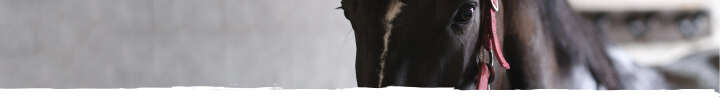 einstiegsbanner sortiment pferdepflege derby einstiegsbanner sortiment pferdepflege derby